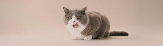 Gray and white cat on beige background