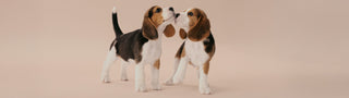 Two beagle dogs touching noses on a beige background