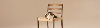 Cat sitting on a wooden chair against a beige background
