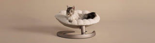 Cat sitting on a Shell pet bed with a beige background