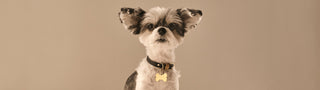 Small dog with a collar and tag on a beige background