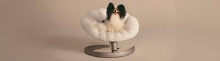 Dog sitting on a Shell pet bed against a beige background
