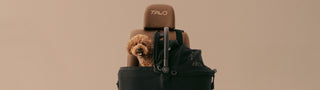 Small dog sitting in a Tavo pet car seat on a brown chair in front of a beige background