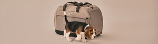 Puppy walking in front of Crispin pet carrier on a beige background