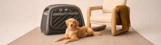 Golden retriever lays on rug in front of Everett pet crate and modern chair against beige background
