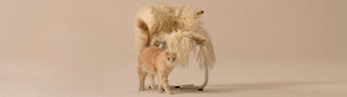 Orange cat leans against chair with fur throw blanket on beige background
