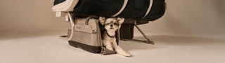 Small dog peeking out from Dupree pet carrier under airline seat on beige background