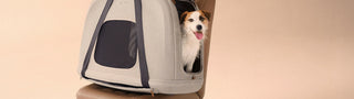 Dog peeking out from a Crispin pet crate on a beige background