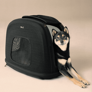 Dog inside of Tavo Pets Crispin medium crash-tested pet travel crate in Onyx black