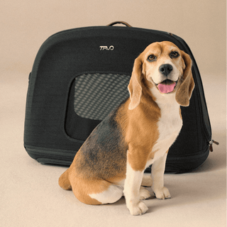 Dog inside of Tavo Pets Crispin small crash-tested pet travel crate in Onyx black