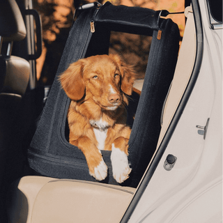 Dog inside of Tavo Pets Crispin medium crash-tested pet travel crate in Onyx black in cabin of vehicle