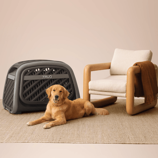 A Golder Retriever dog sitting in a living room in front of a closed Everett pet cargo crate