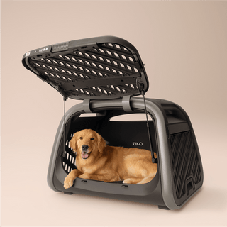 A Golden Retriever dog laying happing inside the Everett pet cargo crate with the door open