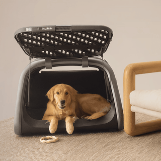 A Golden Retriever dog laying happing inside the Everett pet cargo crate which is sitting on the floor in a living room setting 