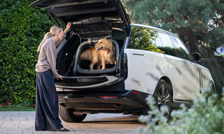 Golden retriever stands in Tavo Everett L pet cargo crate in the back of a hatchback SUV next to a woman.