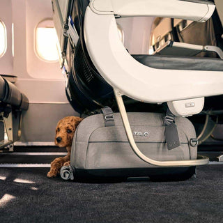 Dupree pet carrier with a dog peeking out under an airplane seat.