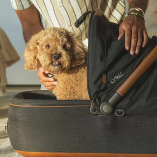 A man secures a curious small brown dog in the Maeve pet carrier on the floor.