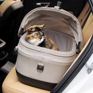 Cat in a Maeve pet carrier inside a car
