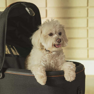 A happy white dog leans out of the Maeve pet carrier.