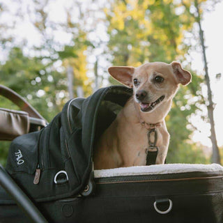 Small dog sitting in an open Tavo pet car seat with a blurred natural background