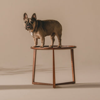 A medium brown dog stands smiling towards the viewer