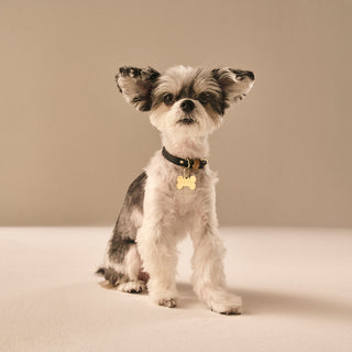 Small dog sitting in front of beige background