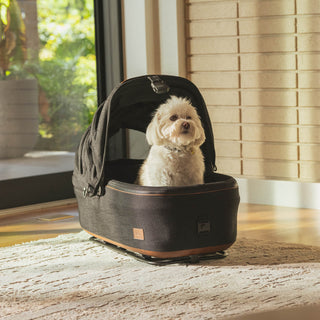 A small white dog sits upright in the Maeve pet carrier.