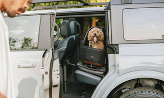 Dog in backseat of car sitting in Maeve pet car seat 