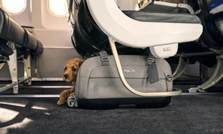 Dog in Dupree airline carrier under airplane seat