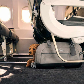 Dupree pet carrier with a dog peeking out under an airplane seat.