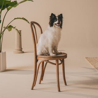 Dog sitting on a chair in serene space with plant